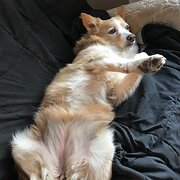 Home Owner wanting sitter in , Victoria