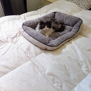 Home Owner wanting sitter in Mandurah, Western Australia