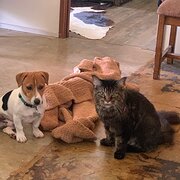 Home Owner wanting sitter in , Queensland