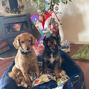 Home Owner wanting sitter in Ballarat, Victoria