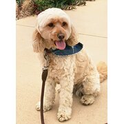 Home Owner wanting sitter in Byron Bay, New South Wales