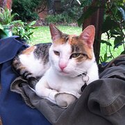 Home Owner wanting sitter in Northmead, New South Wales