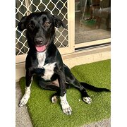 Home Owner wanting sitter in Brisbane, Queensland