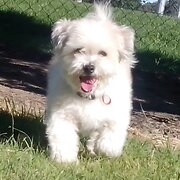 Home Owner wanting sitter in Brisbane , Queensland