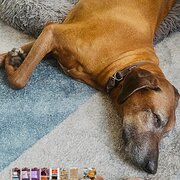 Home Owner wanting sitter in , New South Wales