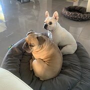 Home Owner wanting sitter in Newcastle/Gosford, New South Wales