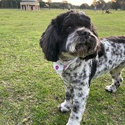 Home Owner wanting sitter in , New South Wales