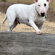 Home Owner wanting sitter in , Victoria