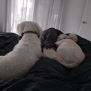 Home Owner wanting sitter in Cairns, Queensland