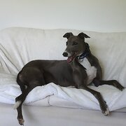 Home Owner wanting sitter in Melbourne, New South Wales