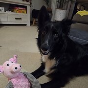 Home Owner wanting sitter in Forster, New South Wales