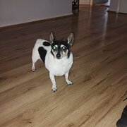 Home Owner wanting sitter in Maitland, New South Wales