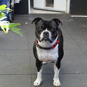 Home Owner wanting sitter in Shellharbour, New South Wales