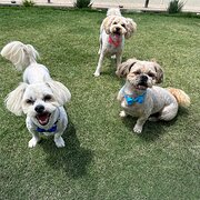 Home Owner wanting sitter in , New South Wales