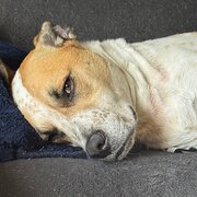 Home Owner wanting sitter in Gold Coast , Queensland