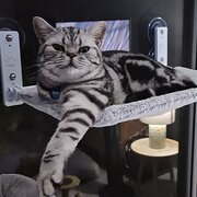 Home Owner wanting sitter in Perth, Western Australia