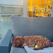 Home Owner wanting sitter in , New South Wales