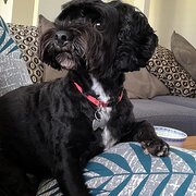 Home Owner wanting sitter in Sydney, New South Wales