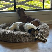 Home Owner wanting sitter in Burnie, Tasmania