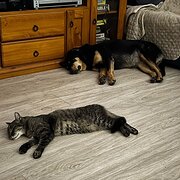 Home Owner wanting sitter in Brisbane , Queensland