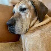 Home Owner wanting sitter in , Victoria