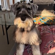 Home Owner wanting sitter in Sydney Olympic Park , New South Wales