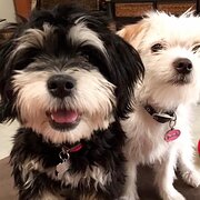 Home Owner wanting sitter in , New South Wales