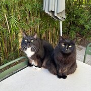 Home Owner wanting sitter in Darwin, Northern Territory