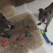 Home Owner wanting sitter in Mudgeeraba, Queensland