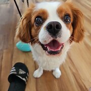 Home Owner wanting sitter in Mooloolaba, Queensland