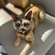 Home Owner wanting sitter in Sydney, New South Wales