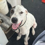 Home Owner wanting sitter in Brisbane, Queensland