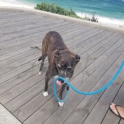 Home Owner wanting sitter in , New South Wales