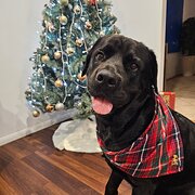 Home Owner wanting sitter in , Queensland