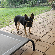 Home Owner wanting sitter in , Queensland