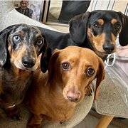 Home Owner wanting sitter in Shelllharbour, New South Wales