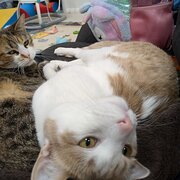 Home Owner wanting sitter in Wollongong , New South Wales