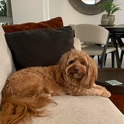 Home Owner wanting sitter in Nedlands, Western Australia