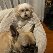 Home Owner wanting sitter in Port Macquarie , New South Wales