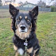 Home Owner wanting sitter in , Tasmania