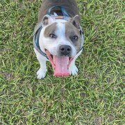 Home Owner wanting sitter in , Queensland