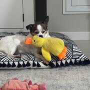 Home Owner wanting sitter in , Queensland