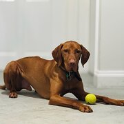 Home Owner wanting sitter in Melbourne, Victoria