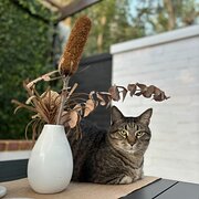 Home Owner wanting sitter in Perth, Western Australia