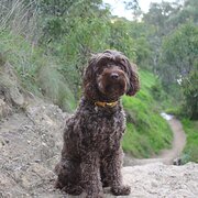 Home Owner wanting sitter in , Victoria