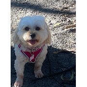 Home Owner wanting sitter in Brisbane , Queensland