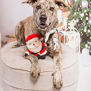 Home Owner wanting sitter in Urangan, Queensland