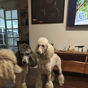 Home Owner wanting sitter in Brisbane, Queensland