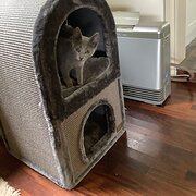 Home Owner wanting sitter in Avalon Beach, New South Wales