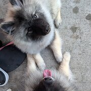 Home Owner wanting sitter in , Queensland